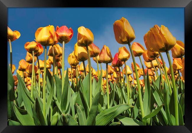 Up view of the tulips blossom to a pur blue sky in Lisse tulip bulb farm, Netherlands Framed Print by Ankor Light