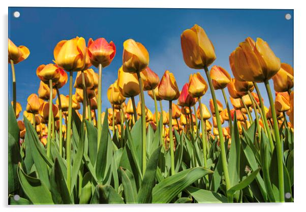 Up view of the tulips blossom to a pur blue sky in Lisse tulip bulb farm, Netherlands Acrylic by Ankor Light