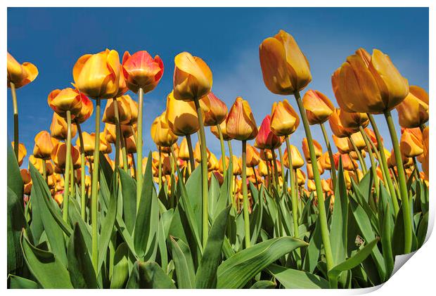 Up view of the tulips blossom to a pur blue sky in Lisse tulip bulb farm, Netherlands Print by Ankor Light