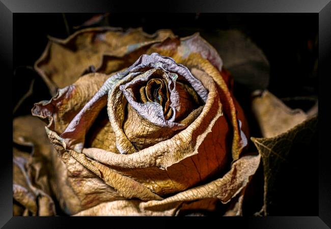 Dried and dead rose flower close up Framed Print by Ankor Light