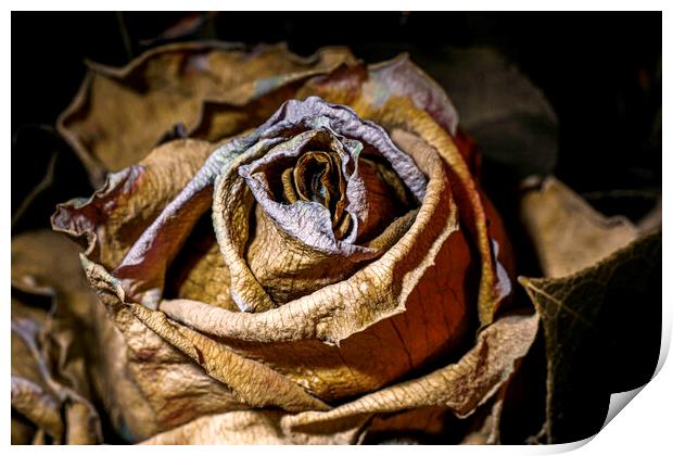 Dried and dead rose flower close up Print by Ankor Light