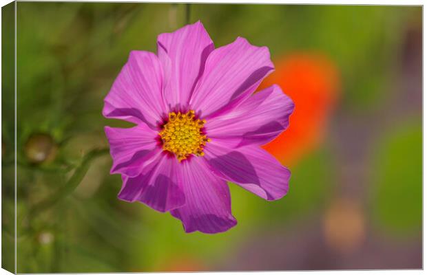 A close up of a flower Canvas Print by Ankor Light