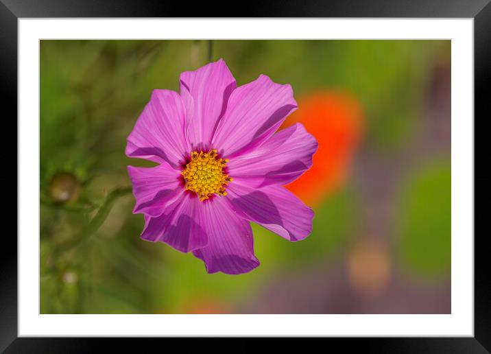 A close up of a flower Framed Mounted Print by Ankor Light