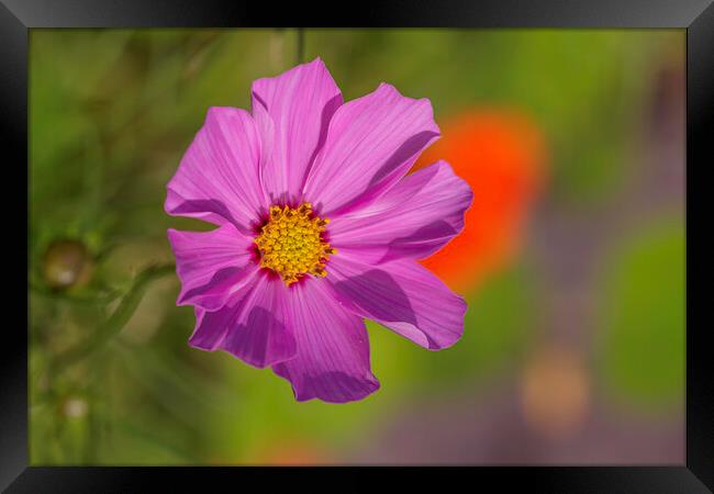 A close up of a flower Framed Print by Ankor Light