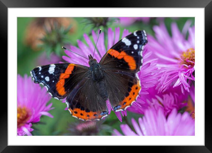 A colorful butterfly on a flower Framed Mounted Print by Ankor Light