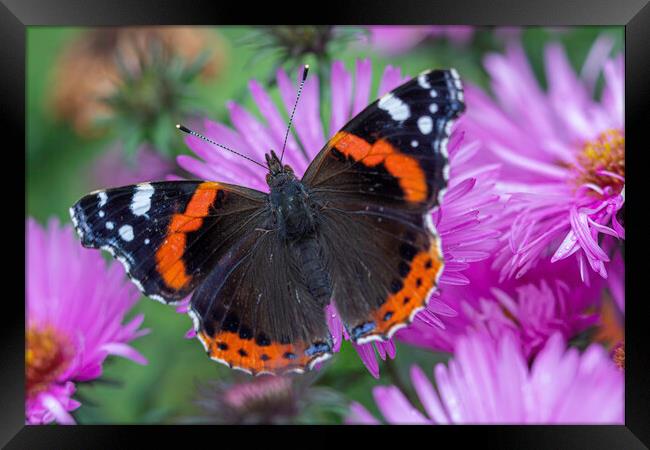 A colorful butterfly on a flower Framed Print by Ankor Light
