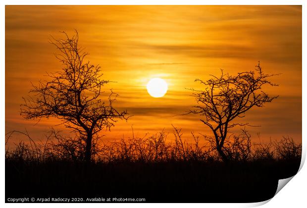 Beautiful sunset landscape with bushes Print by Arpad Radoczy