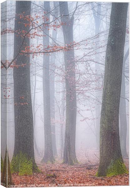 Foggy day in a oak forest in autumn time in Hungary Canvas Print by Arpad Radoczy