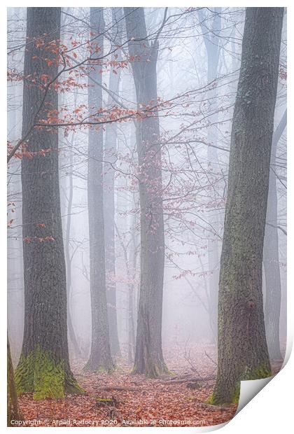 Foggy day in a oak forest in autumn time in Hungary Print by Arpad Radoczy