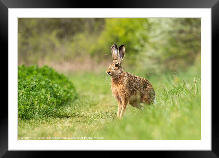 Wild European Hare ( Lepus Europaeus ) Framed Mounted Print by Arpad Radoczy