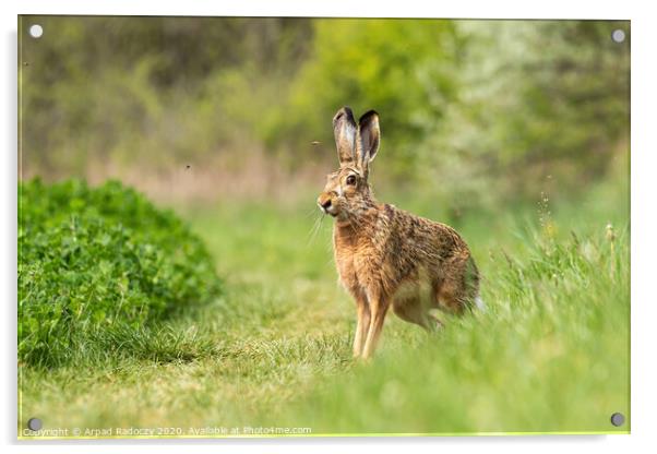 Wild European Hare ( Lepus Europaeus ) Acrylic by Arpad Radoczy