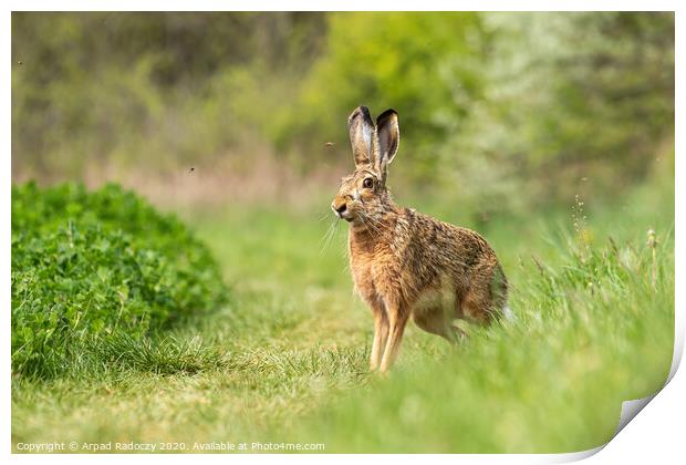 Wild European Hare ( Lepus Europaeus ) Print by Arpad Radoczy