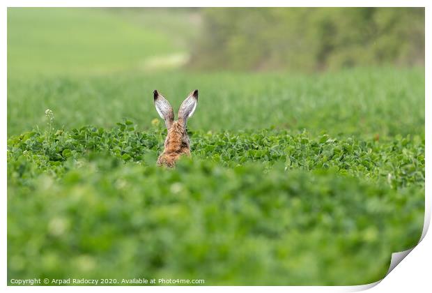 Wild European Hare ( Lepus Europaeus ) Print by Arpad Radoczy