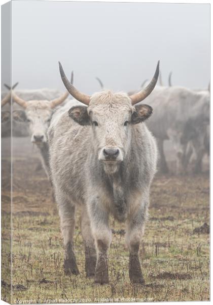 Hungarian Grey cattle front view in the camera Canvas Print by Arpad Radoczy