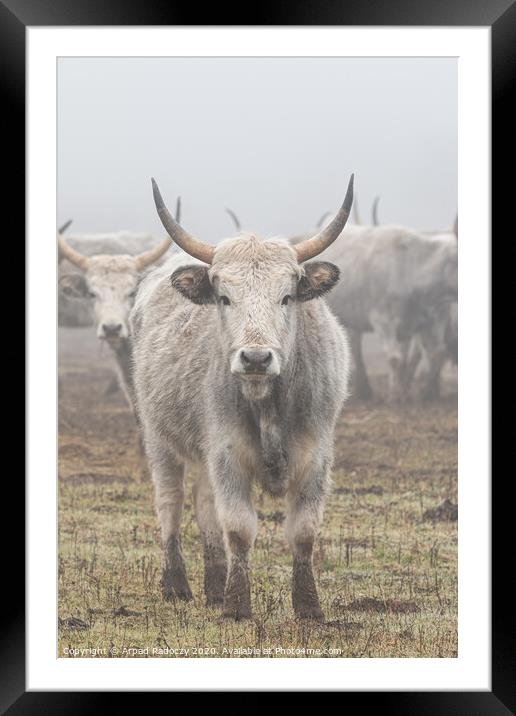 Hungarian Grey cattle front view in the camera Framed Mounted Print by Arpad Radoczy