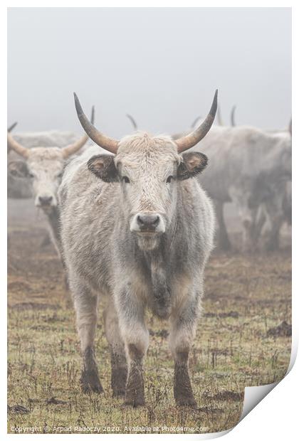 Hungarian Grey cattle front view in the camera Print by Arpad Radoczy