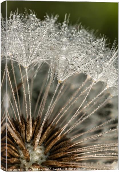 Close-up of dandelion (goatsbeard) with water drops Canvas Print by Arpad Radoczy