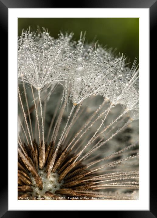 Close-up of dandelion (goatsbeard) with water drops Framed Mounted Print by Arpad Radoczy