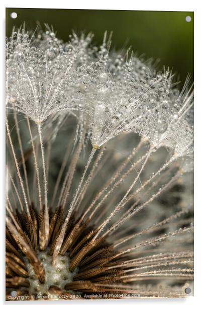 Close-up of dandelion (goatsbeard) with water drops Acrylic by Arpad Radoczy