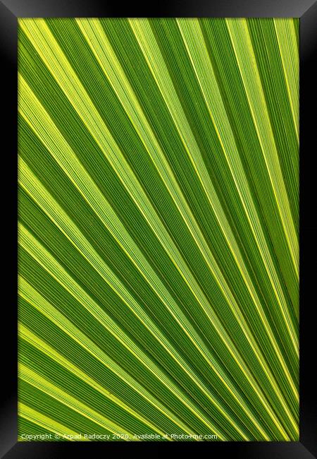 Beautiful detail from a big palm leaf Framed Print by Arpad Radoczy