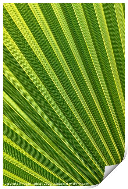 Beautiful detail from a big palm leaf Print by Arpad Radoczy