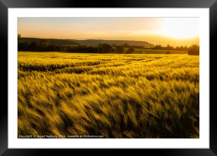Cereal field in a sunny,windy day Framed Mounted Print by Arpad Radoczy