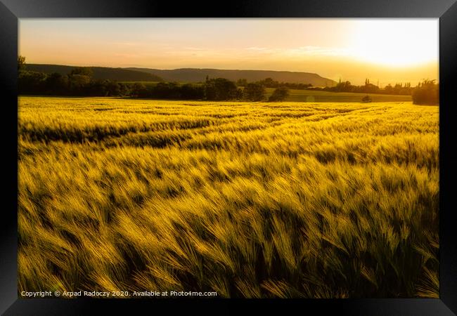 Cereal field in a sunny,windy day Framed Print by Arpad Radoczy