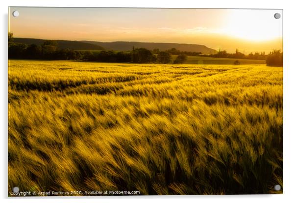 Cereal field in a sunny,windy day Acrylic by Arpad Radoczy