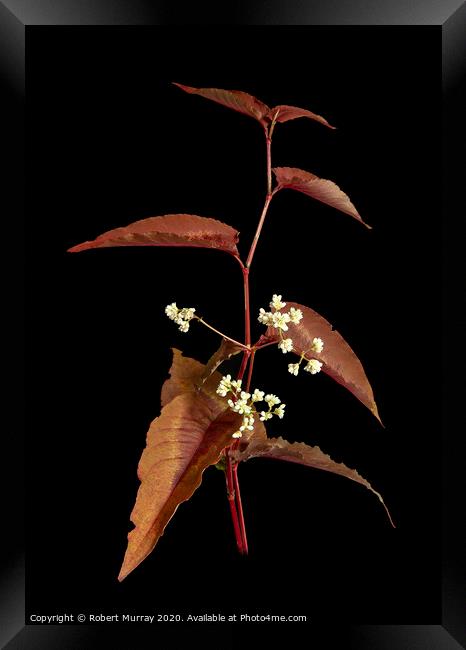 Persicaria leaves and flowers Framed Print by Robert Murray