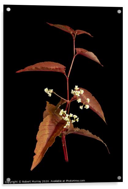Persicaria leaves and flowers Acrylic by Robert Murray