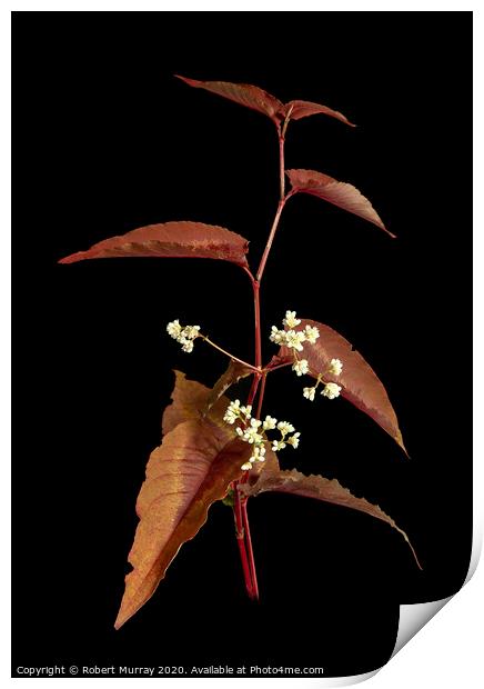 Persicaria leaves and flowers Print by Robert Murray