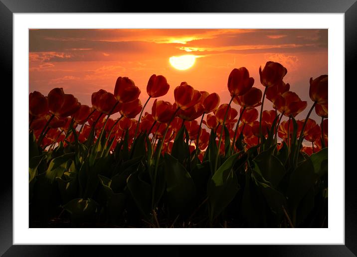 A vase full of flowers Framed Mounted Print by Ankor Light