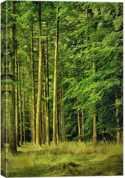 Enchanted Forest Canvas Print by Sandi-Cockayne ADPS