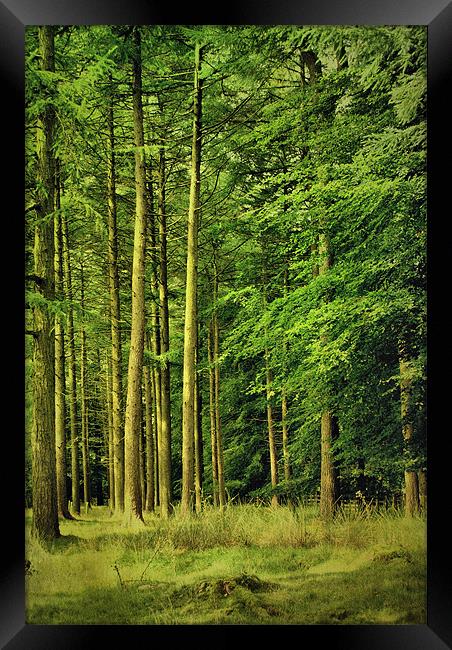 Enchanted Forest Framed Print by Sandi-Cockayne ADPS