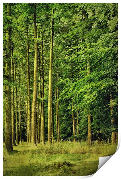 Enchanted Forest Print by Sandi-Cockayne ADPS
