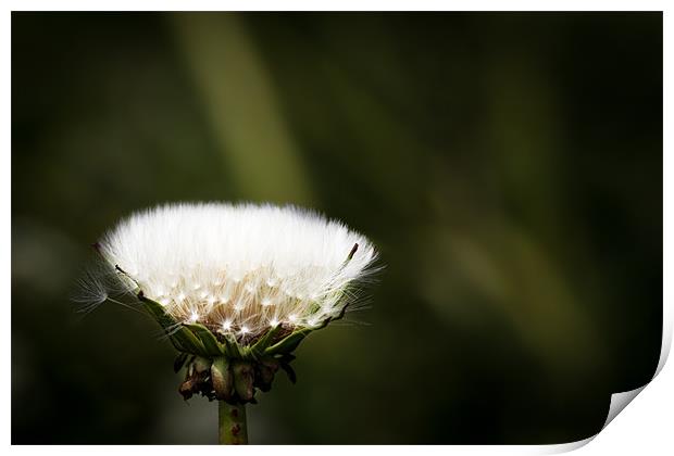 Natures Paintbrush Print by Simon Wrigglesworth