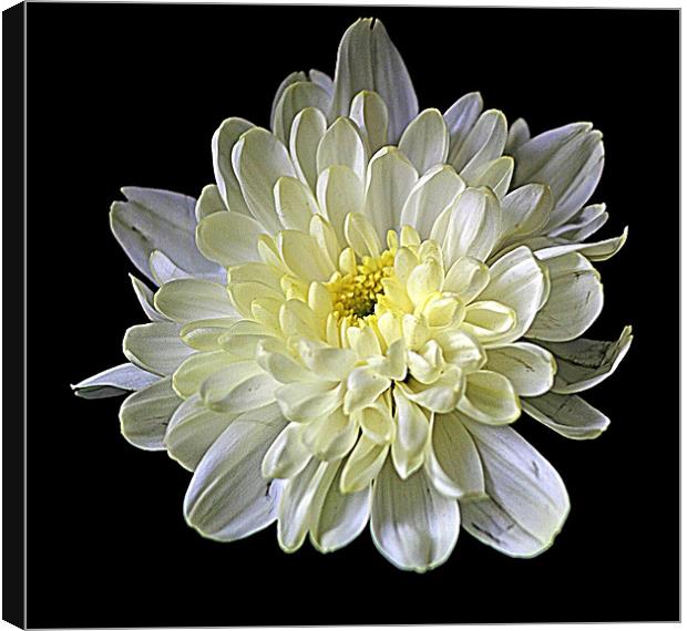 White Chrysanthemum Canvas Print by Doug McRae