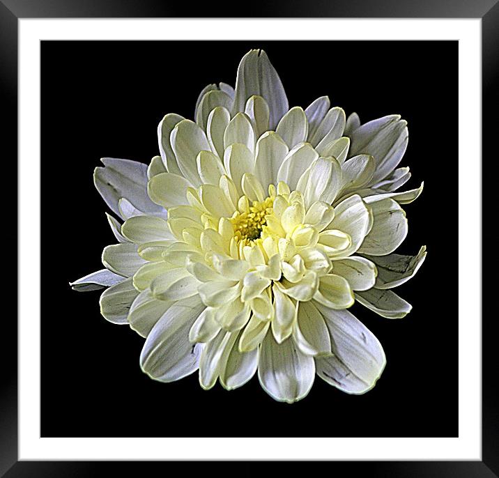 White Chrysanthemum Framed Mounted Print by Doug McRae