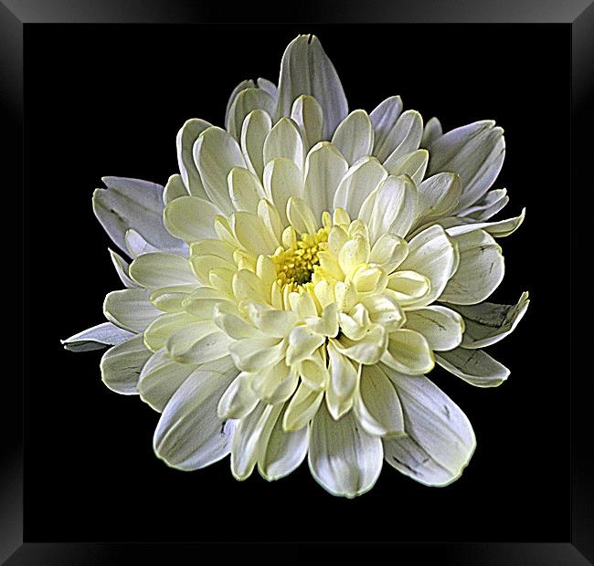 White Chrysanthemum Framed Print by Doug McRae