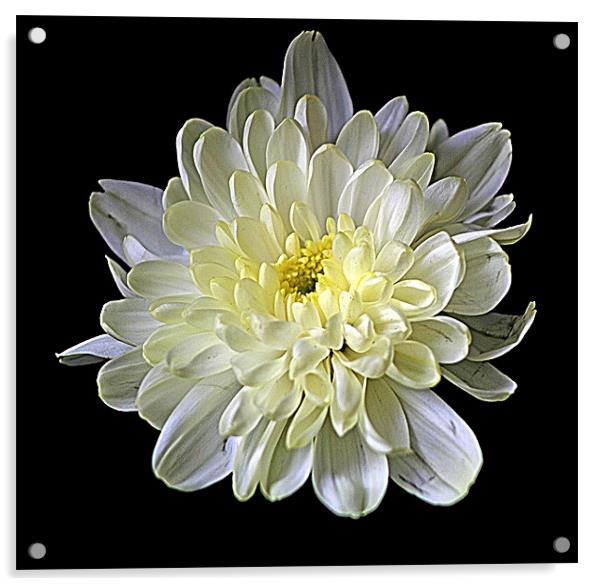 White Chrysanthemum Acrylic by Doug McRae