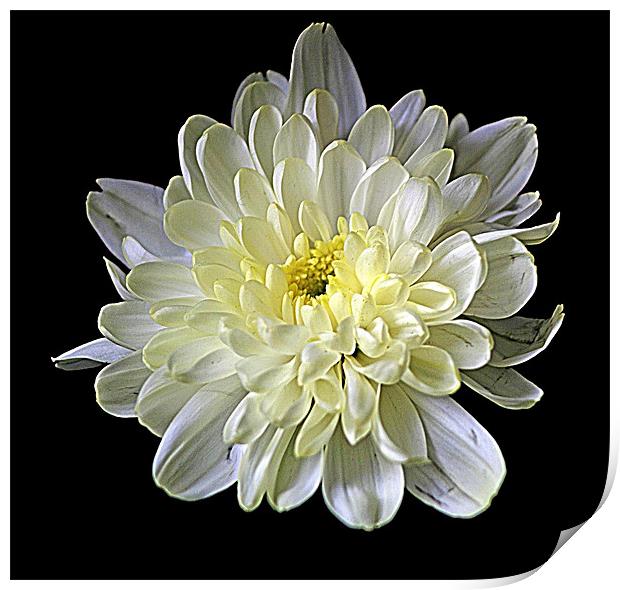 White Chrysanthemum Print by Doug McRae