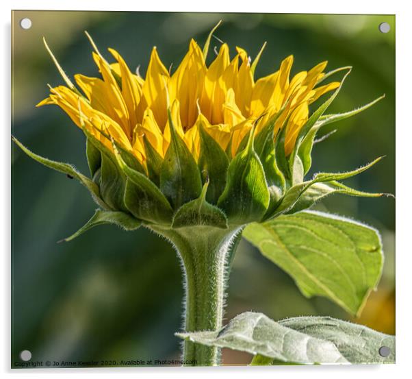 Single sunflower Acrylic by Jo Anne Keasler