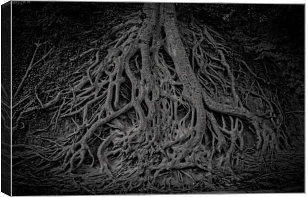 Medusa Tree roots Canvas Print by Jo Anne Keasler
