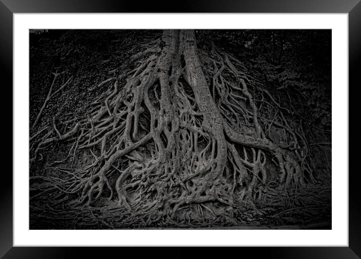 Medusa Tree roots Framed Mounted Print by Jo Anne Keasler