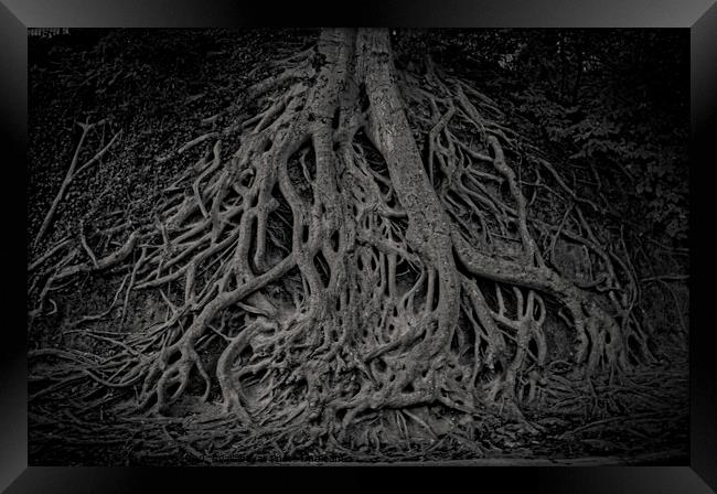 Medusa Tree roots Framed Print by Jo Anne Keasler