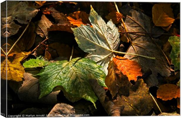 Autumn Leaves Canvas Print by Martyn Arnold