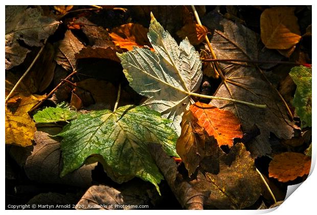 Autumn Leaves Print by Martyn Arnold