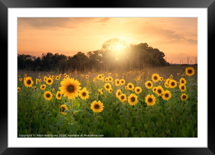 Sunflowers Framed Mounted Print by Pablo Rodriguez