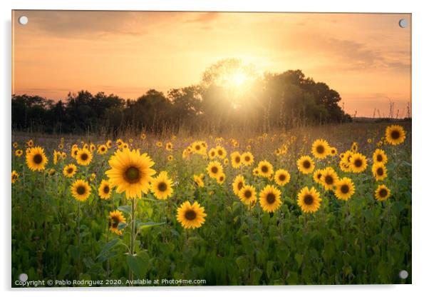 Sunflowers Acrylic by Pablo Rodriguez