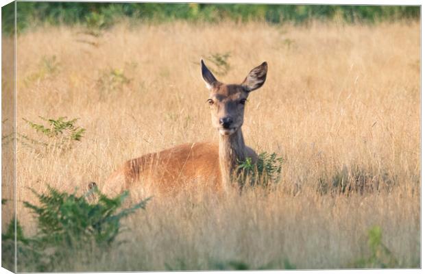 A Deer Looking  Canvas Print by Clive Eariss